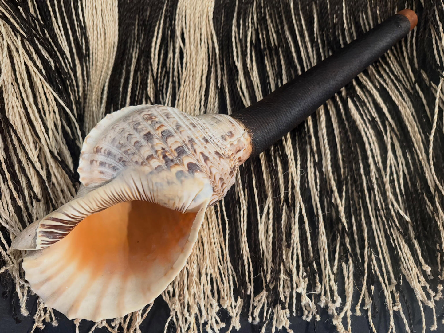 Pupakapaka (Long Stemmed Shell Trumpet)