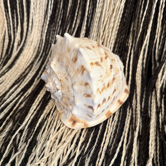 Pumoana (Helmet Shell Trumpet)